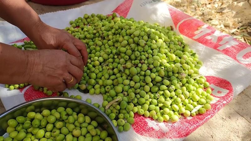 1 Yıl Geçse Bile Bozulmuyor! Evde Yeşil Kırma Zeytin Nasıl Kurulur? İşte Püf Noktaları.. 1